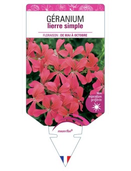 GÉRANIUM LIERRE SIMPLE FRAMBOISE