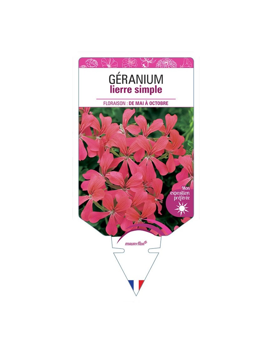 GÉRANIUM LIERRE SIMPLE FRAMBOISE