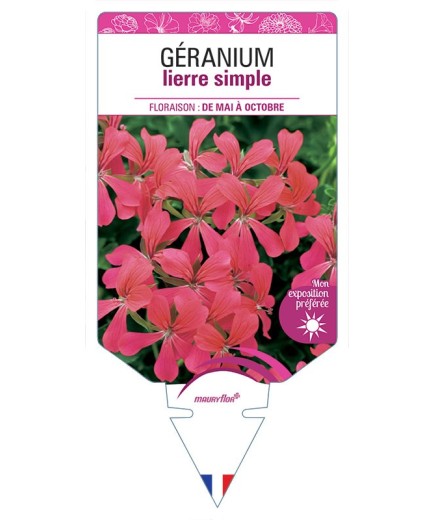 GÉRANIUM LIERRE SIMPLE FRAMBOISE