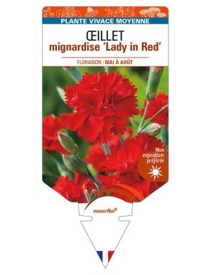 DIANTHUS plumarius ‘Lady in Red’ voir ŒILLET mignardise