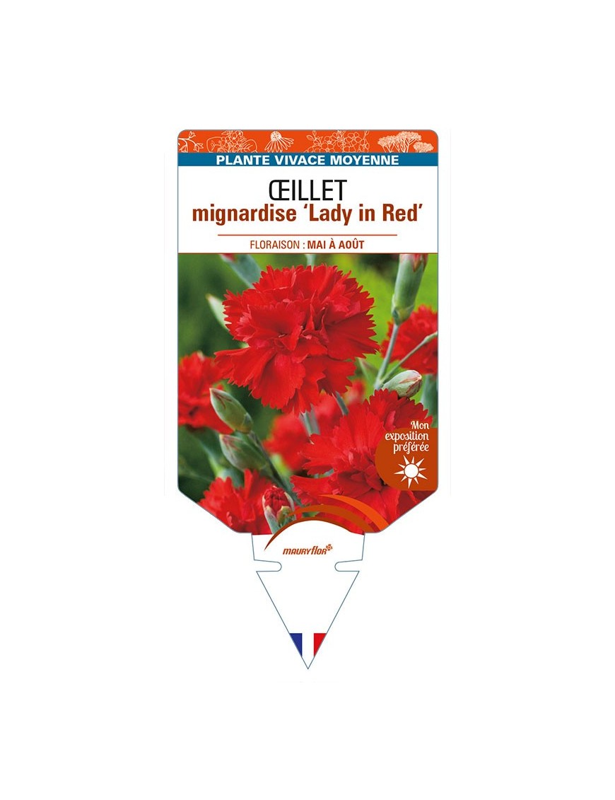 DIANTHUS plumarius ‘Lady in Red’ voir ŒILLET mignardise