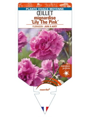 DIANTHUS plumarius ‘Lily The Pink’ voir ŒILLET mignardise