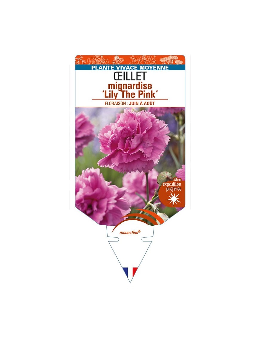 DIANTHUS plumarius ‘Lily The Pink’ voir ŒILLET mignardise