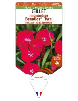 DIANTHUS plumarius Beauties® ‘Tyra’ voir ŒILLET mignardise