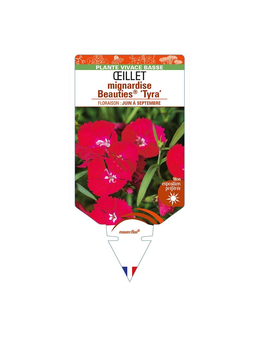 DIANTHUS plumarius Beauties® ‘Tyra’ voir ŒILLET mignardise