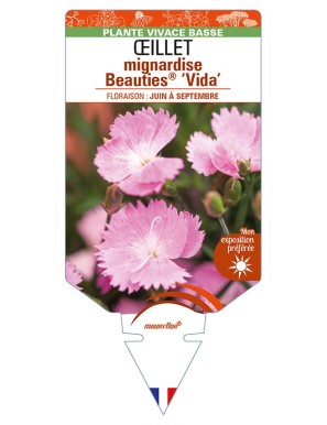 DIANTHUS plumarius Beauties® ‘Vida’ voir ŒILLET mignardise