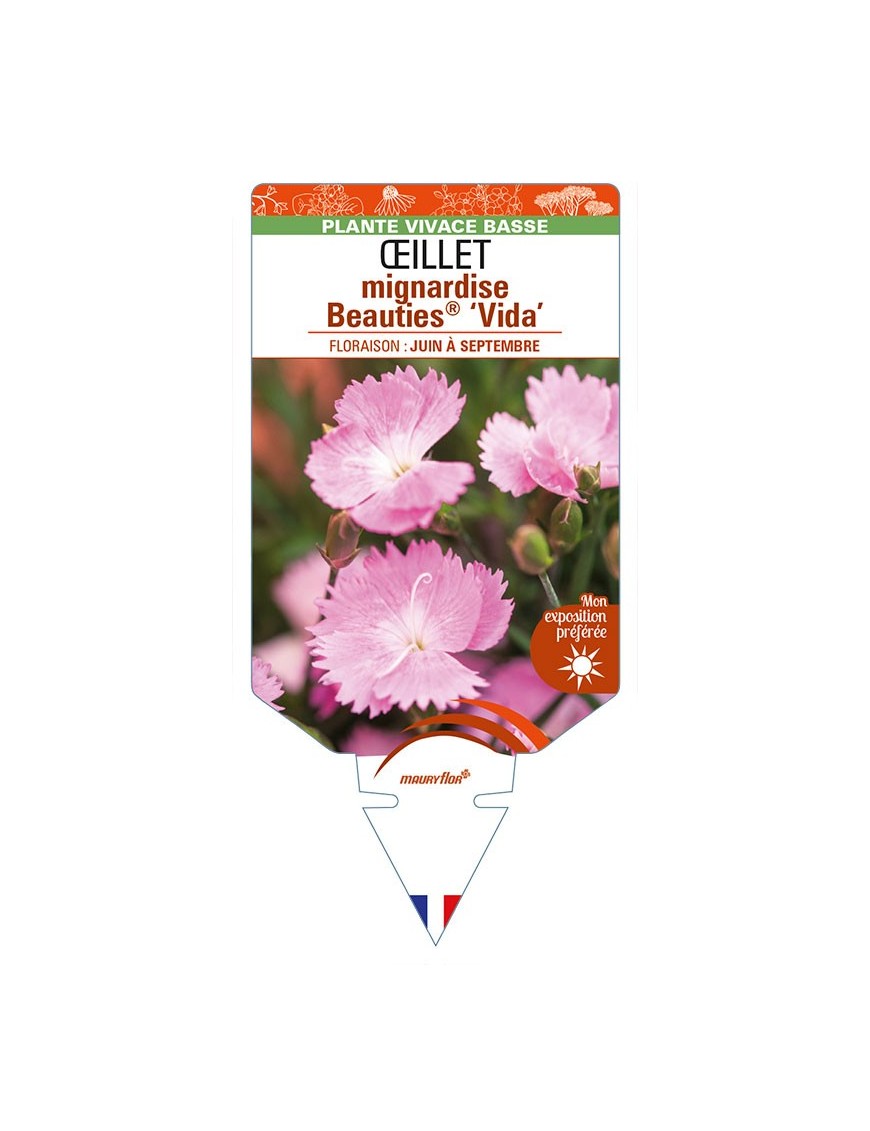 DIANTHUS plumarius Beauties® ‘Vida’ voir ŒILLET mignardise