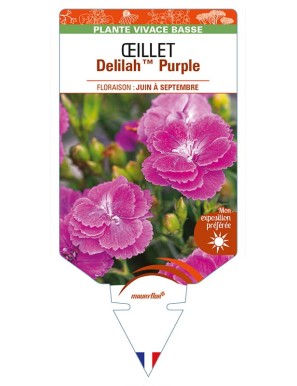 DIANTHUS plumarius Delilah Purple voir ŒILLET