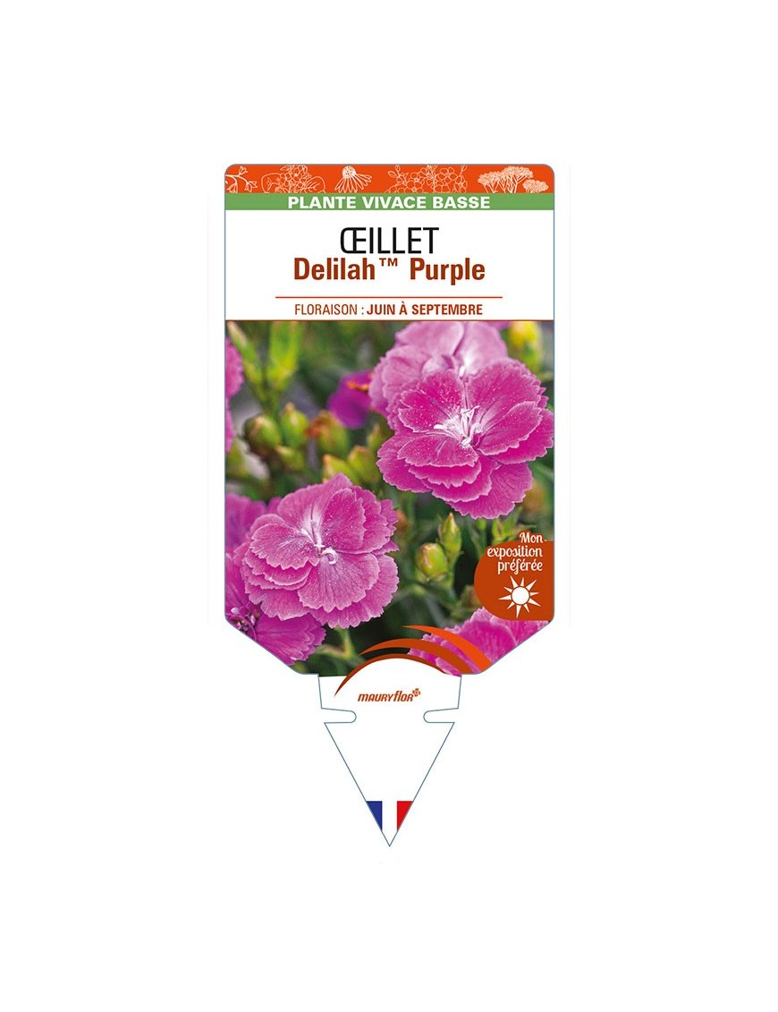 DIANTHUS plumarius Delilah Purple voir ŒILLET