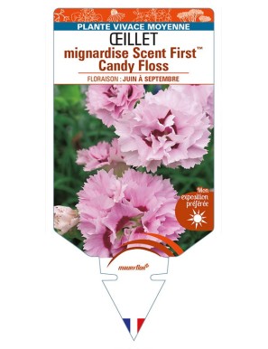DIANTHUS plumarius Scent FirstTM Candy Floss voir ŒILLET mignardise
