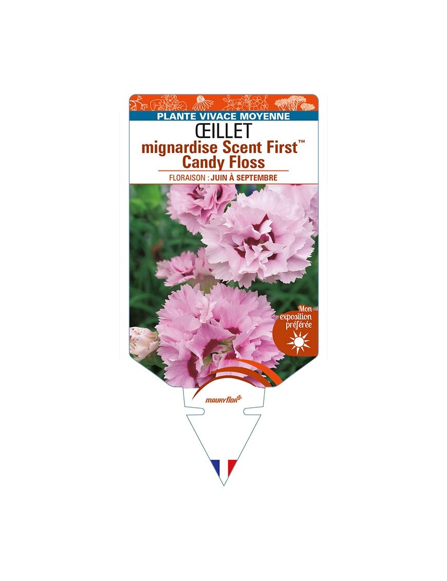 DIANTHUS plumarius Scent FirstTM Candy Floss voir ŒILLET mignardise