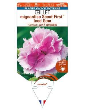 DIANTHUS plumarius Scent FirstTM Iced Gem voir ŒILLET mignardise