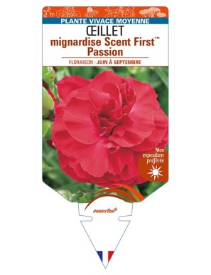 DIANTHUS plumarius Scent FirstTM Passion voir ŒILLET mignardise