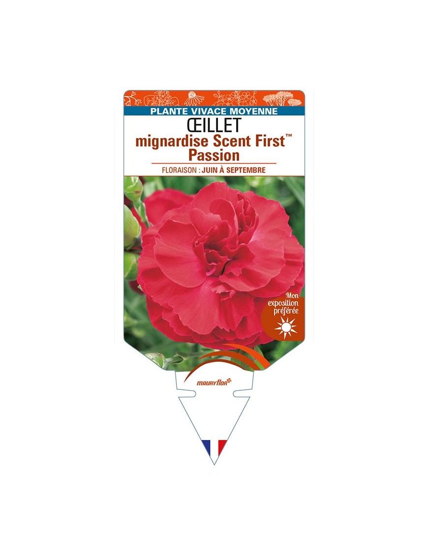 DIANTHUS plumarius Scent FirstTM Passion voir ŒILLET mignardise