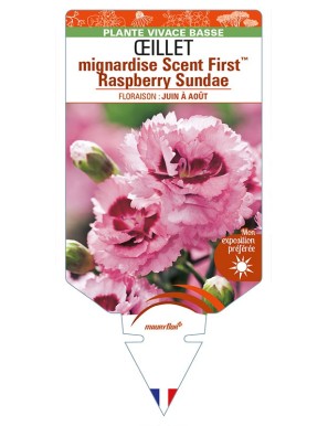 DIANTHUS plumarius Scent FirstTM Raspberry Sundae voir ŒILLET mignardise
