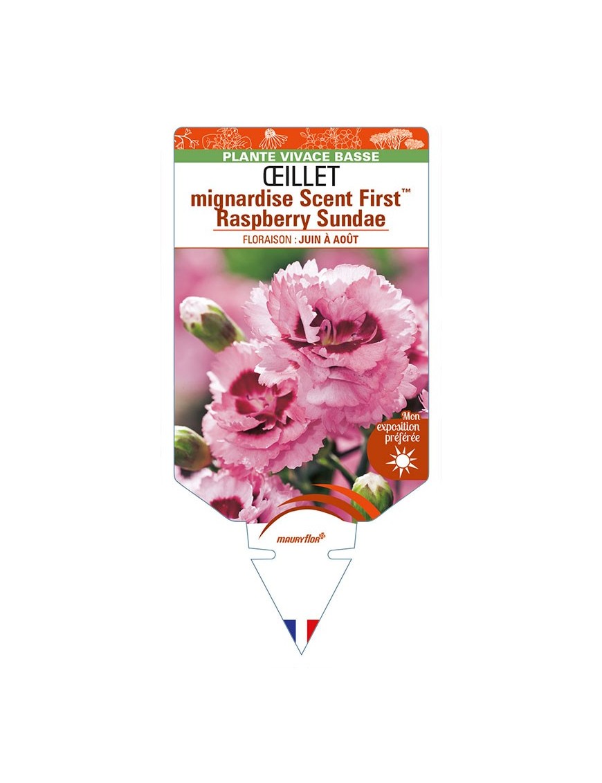 DIANTHUS plumarius Scent FirstTM Raspberry Sundae voir ŒILLET mignardise