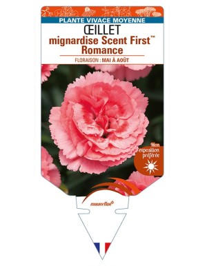 DIANTHUS plumarius Scent FirstTM Romance voir ŒILLET mignardise