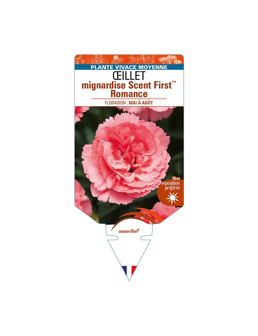 DIANTHUS plumarius Scent FirstTM Romance voir ŒILLET mignardise