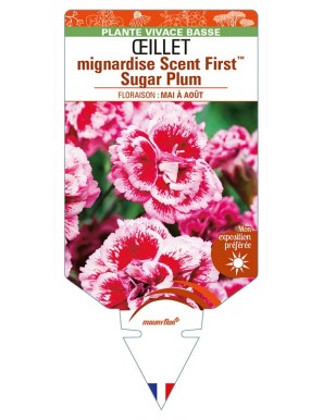 DIANTHUS plumarius Scent FirstTM Sugar Plum voir ŒILLET mignardise