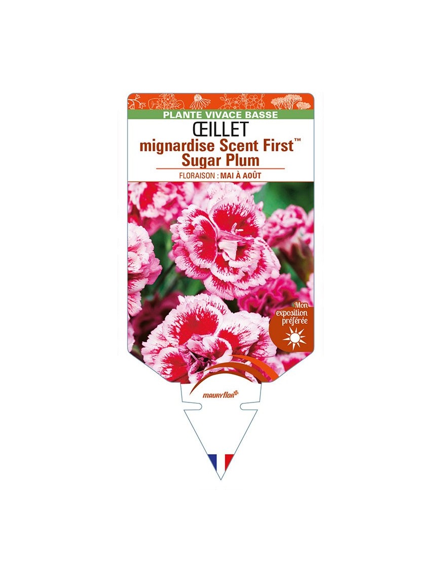 DIANTHUS plumarius Scent FirstTM Sugar Plum voir ŒILLET mignardise