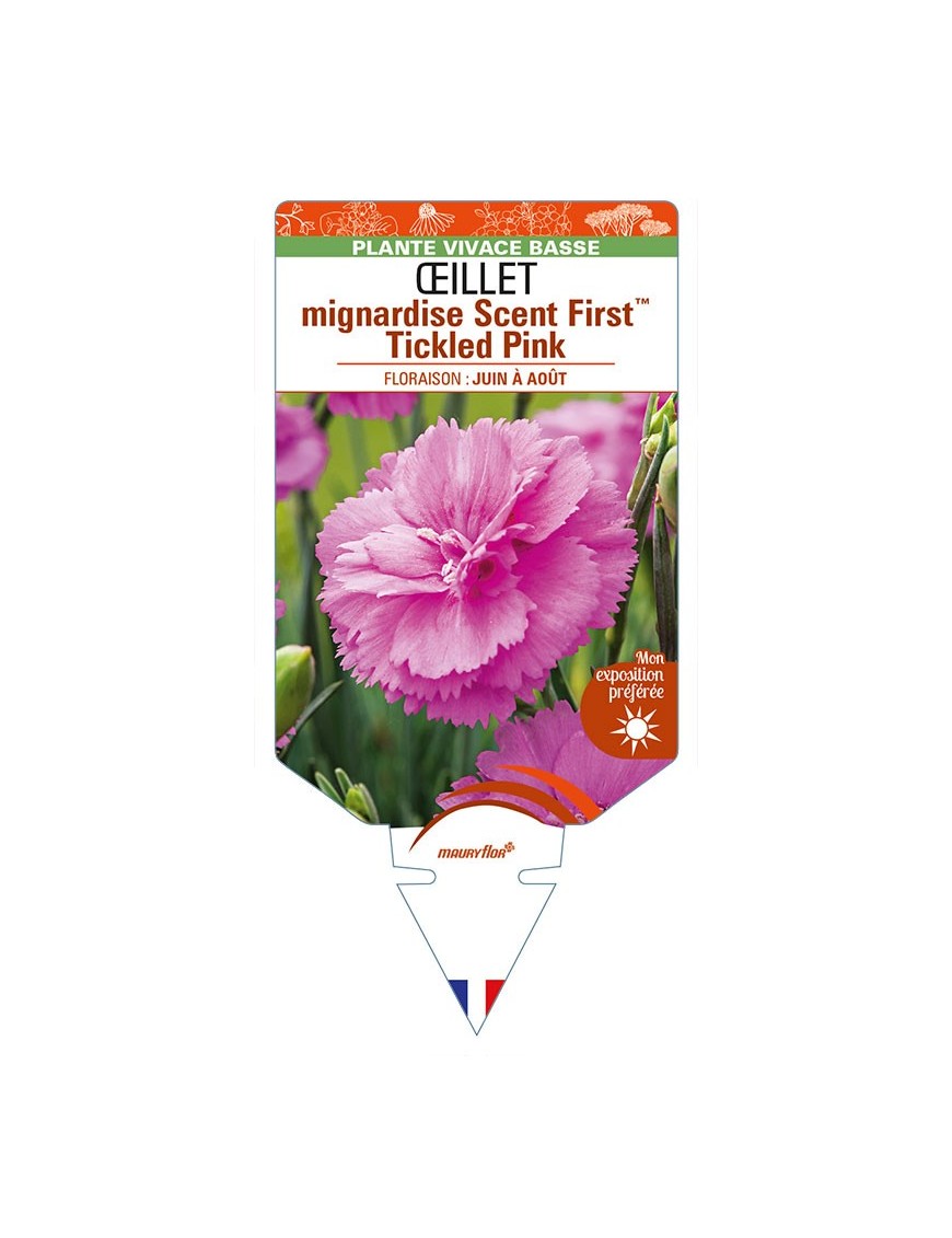 DIANTHUS plumarius Scent FirstTM Tickled Pink voir ŒILLET mignardise