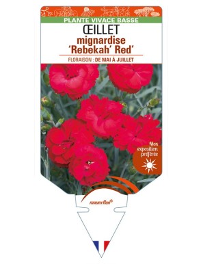 DIANTHUS x allwoodii 'Rebekah' Red voir ŒILLET mignardise