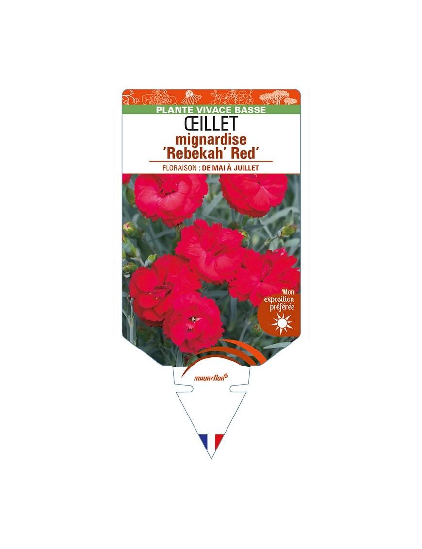 DIANTHUS x allwoodii 'Rebekah' Red voir ŒILLET mignardise