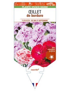 DIANTHUS x barbatus  voir ŒILLET de bordure