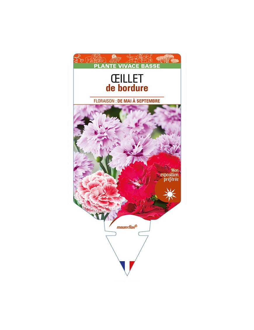 DIANTHUS x barbatus  voir ŒILLET de bordure