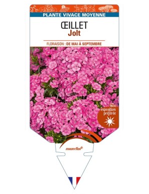 DIANTHUS x barbatus voir ŒILLET Jolt