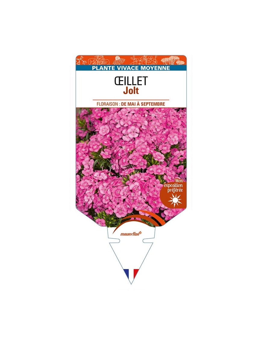 DIANTHUS x barbatus voir ŒILLET Jolt