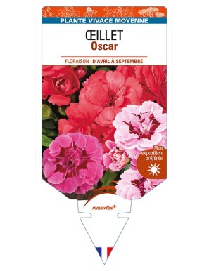 DIANTHUS x barbatus voir ŒILLET Oscar
