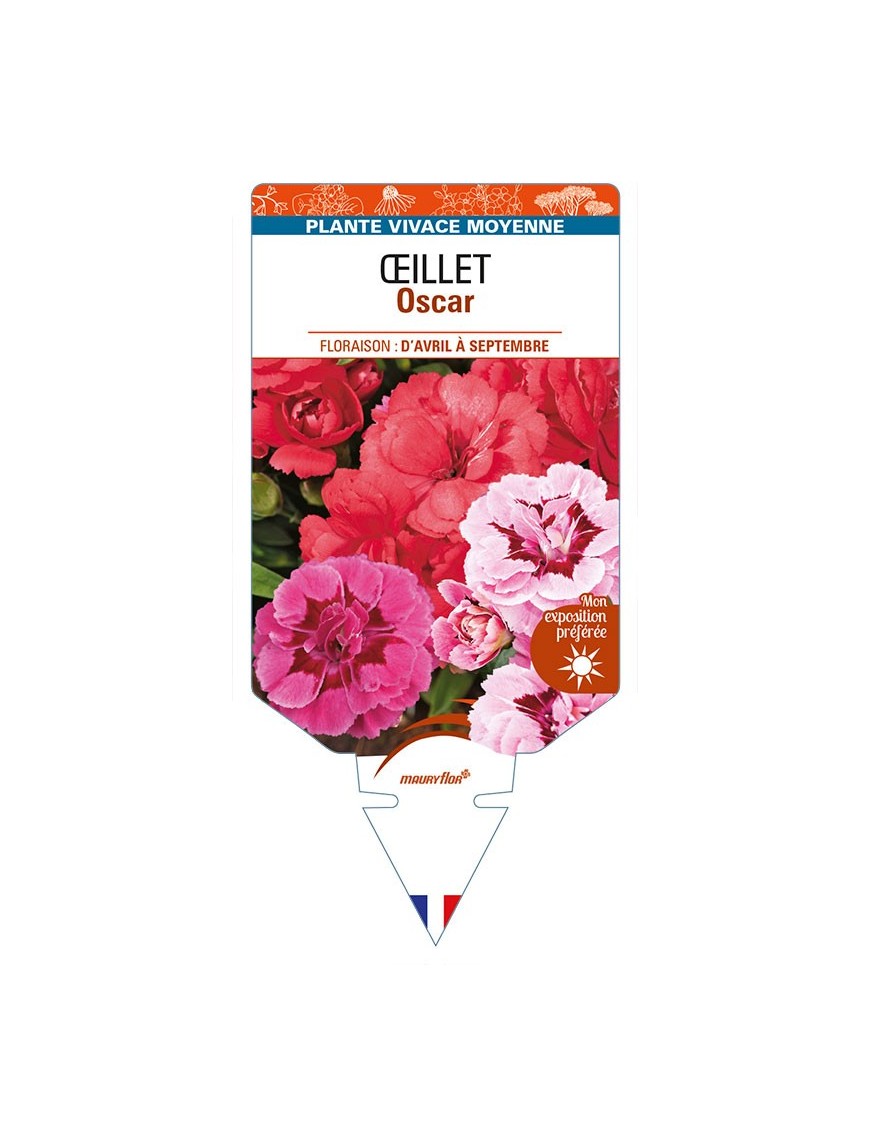 DIANTHUS x barbatus voir ŒILLET Oscar