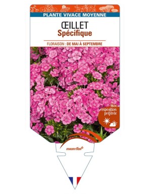 DIANTHUS x barbatus voir ŒILLET Spécifique