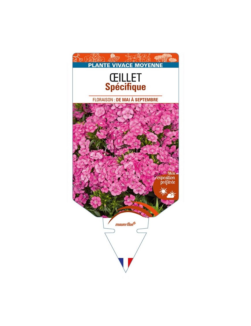 DIANTHUS x barbatus voir ŒILLET Spécifique