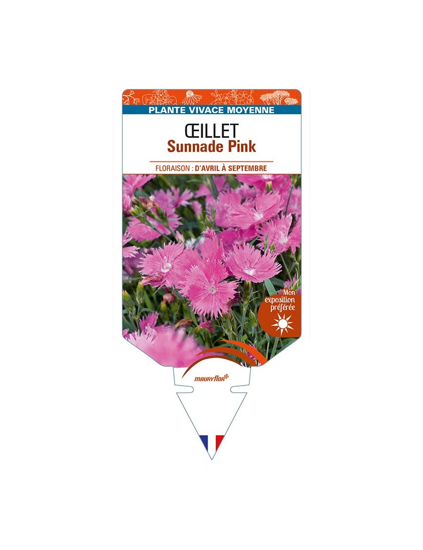 DIANTHUS x superbus Sunnade Pink voir ŒILLET