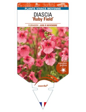 DIASCIA (barberae) 'Ruby Field'