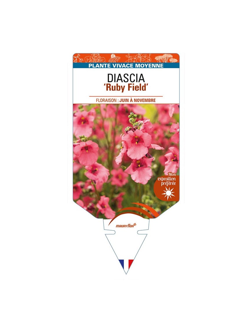 DIASCIA (barberae) 'Ruby Field'