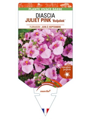 DIASCIA (barberae) JULIET PINK 'Baljulink'
