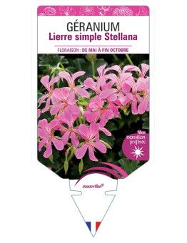 GÉRANIUM LIERRE SIMPLE STELLANA