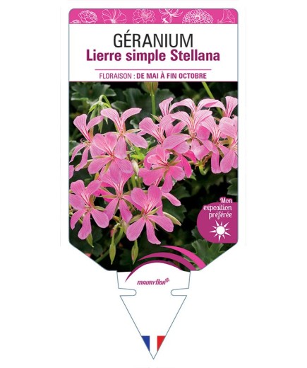 GÉRANIUM LIERRE SIMPLE STELLANA