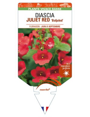 DIASCIA (barberae) JULIET RED 'Baljuled'