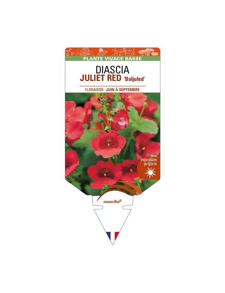 DIASCIA (barberae) JULIET RED 'Baljuled'