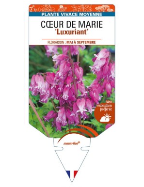 DICENTRA formosa 'Luxuriant' voir CŒUR DE MARIE