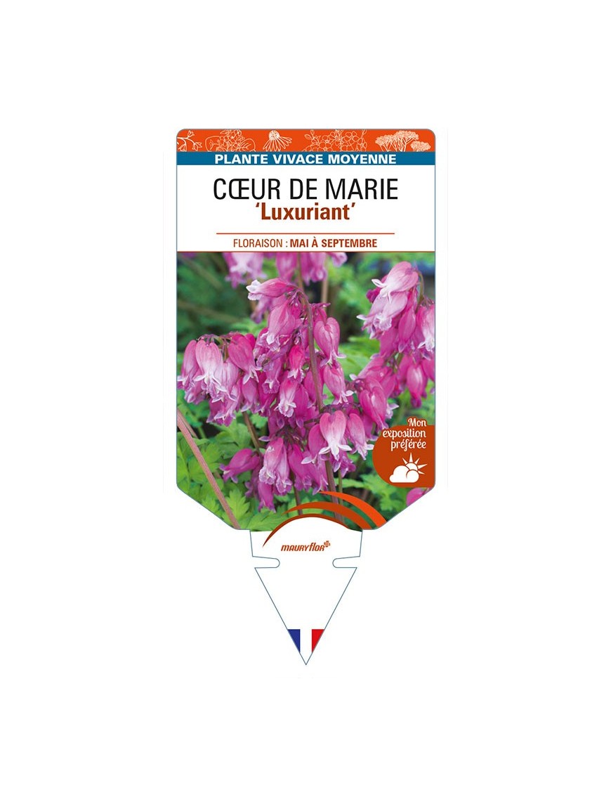 DICENTRA formosa 'Luxuriant' voir CŒUR DE MARIE