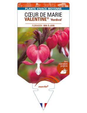 DICENTRA spectabilis VALENTINE 'Hordival' voir CŒUR DE MARIE
