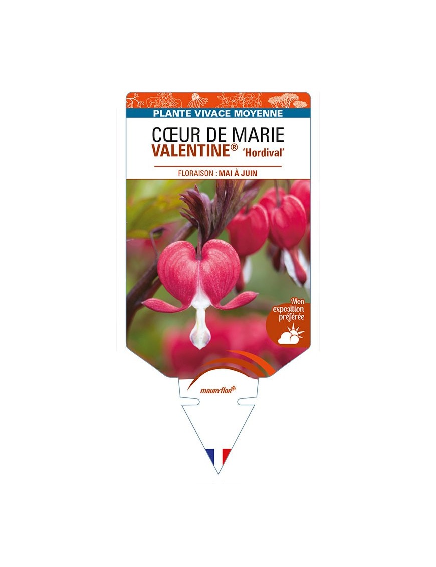 DICENTRA spectabilis VALENTINE 'Hordival' voir CŒUR DE MARIE