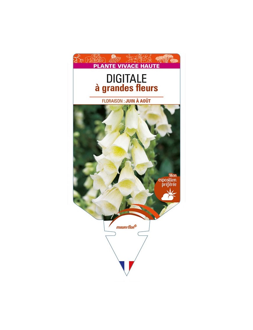 DIGITALIS (grandiflora) à grandes fleurs
