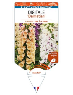 DIGITALIS (purpurea) 'Dalmatian'
