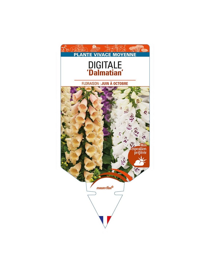 DIGITALIS (purpurea) 'Dalmatian'